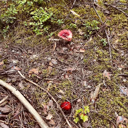 Vakantiehuis Niebowieza W Zabytkowej Wiezy Cisnien Ocypel